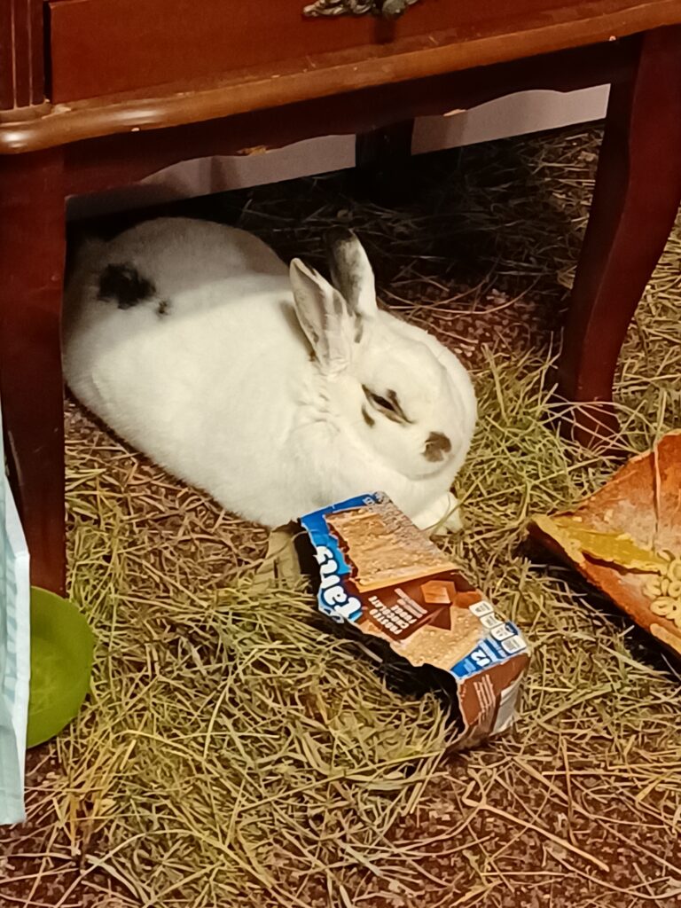 Chester