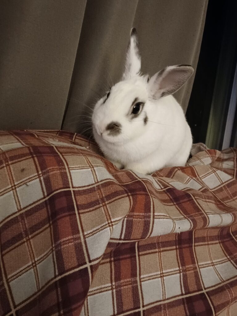 Chester