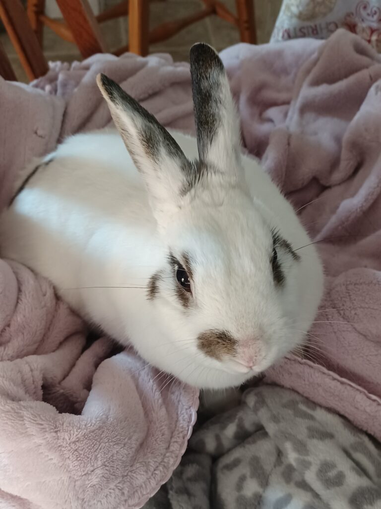 Chester