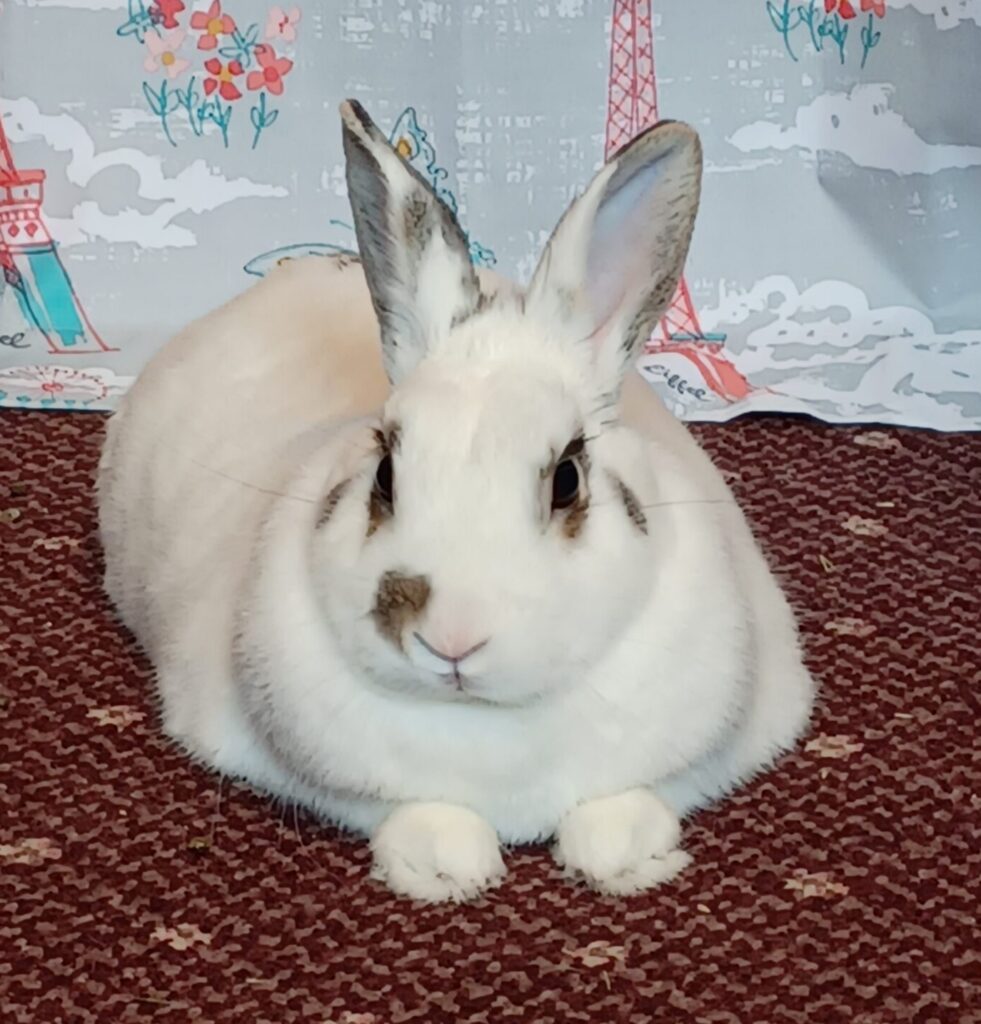 Chester