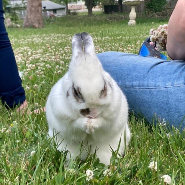 Chester
